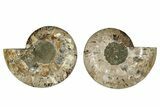 Very Large, Cut & Polished Ammonite Fossil - Madagasar #267940-1